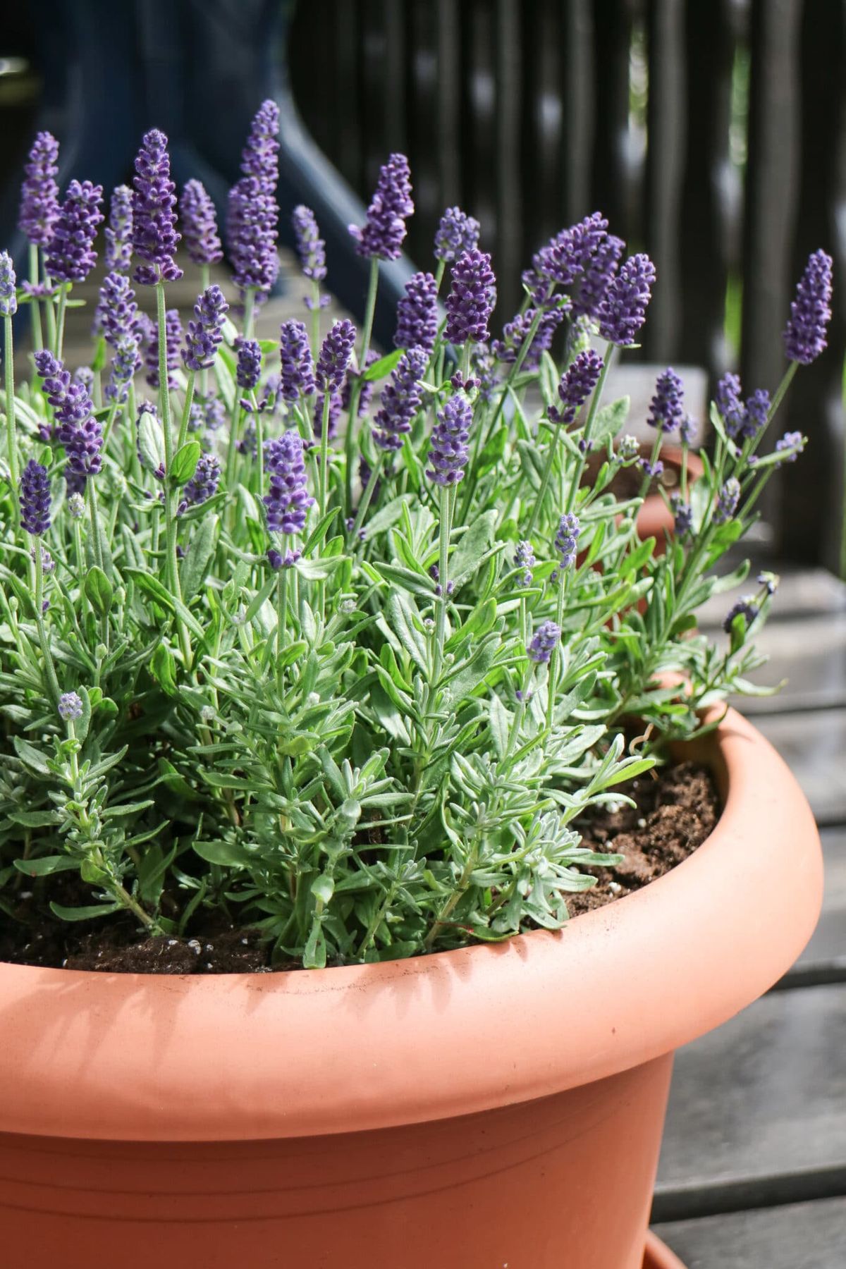Lavender Plant (Lavender / Sugandha Hoovu)